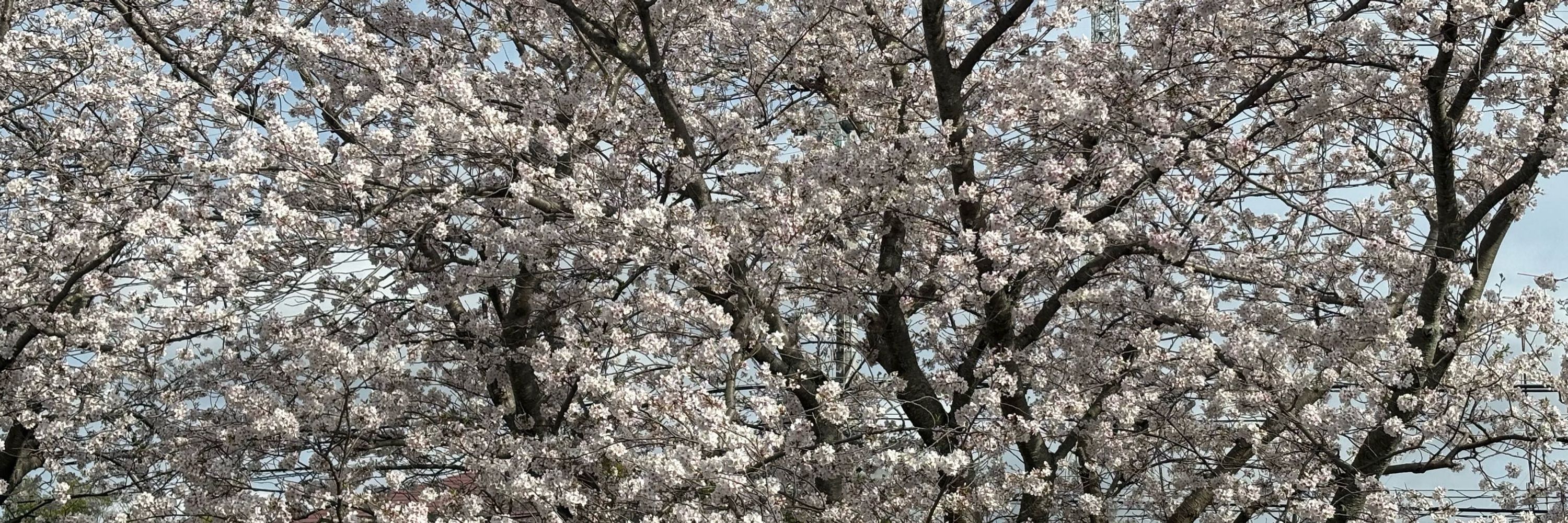 ユキキ