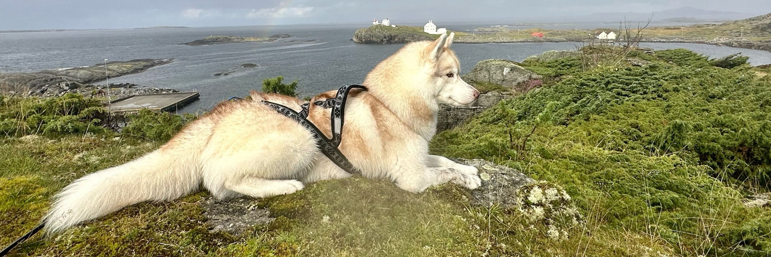 Vargas, Siberian Husky in Norway