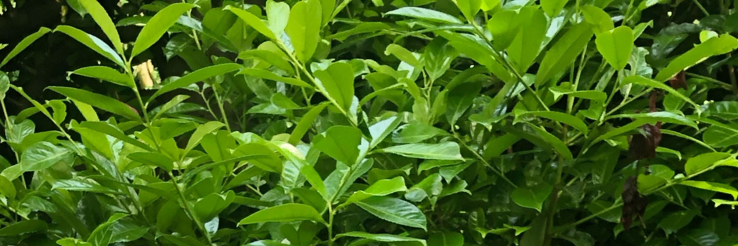 Coco Nymph