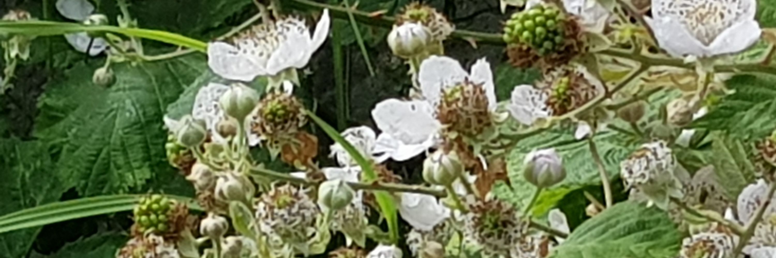 Plerumque Canariae