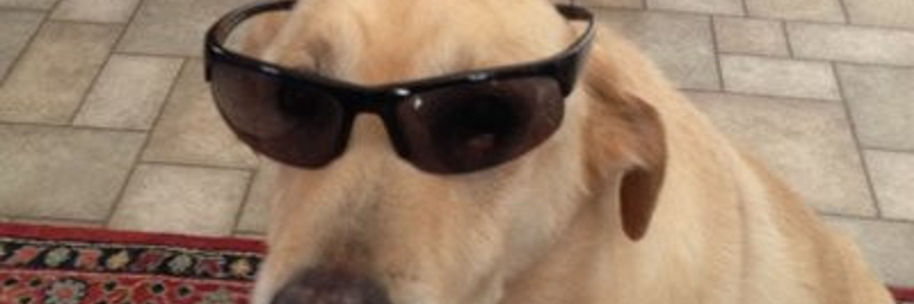 Buddy Cool