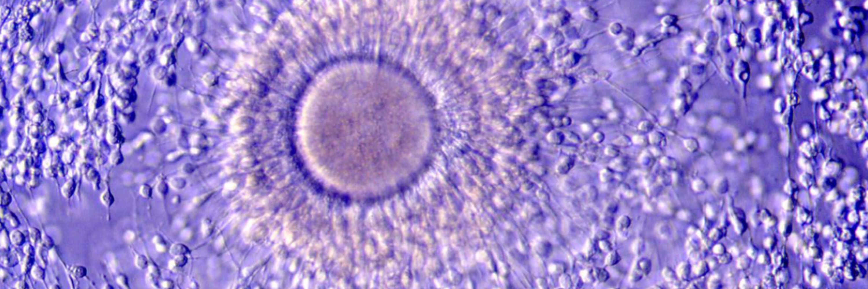 @redbiolab
