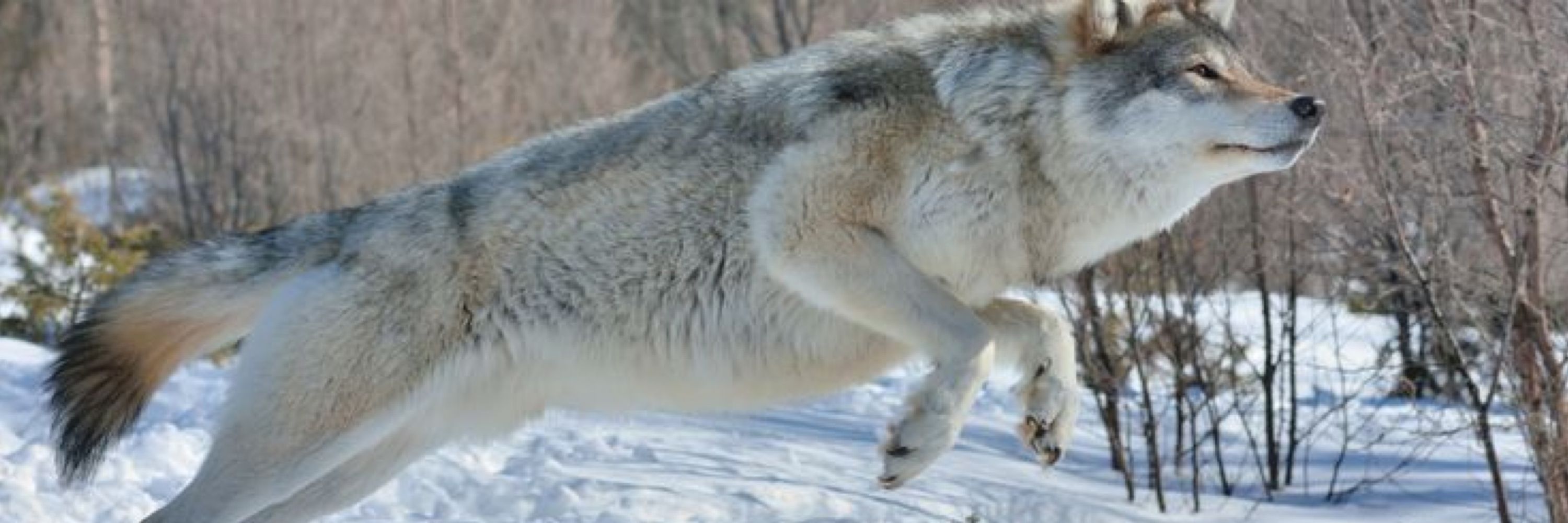 WolfRunner116