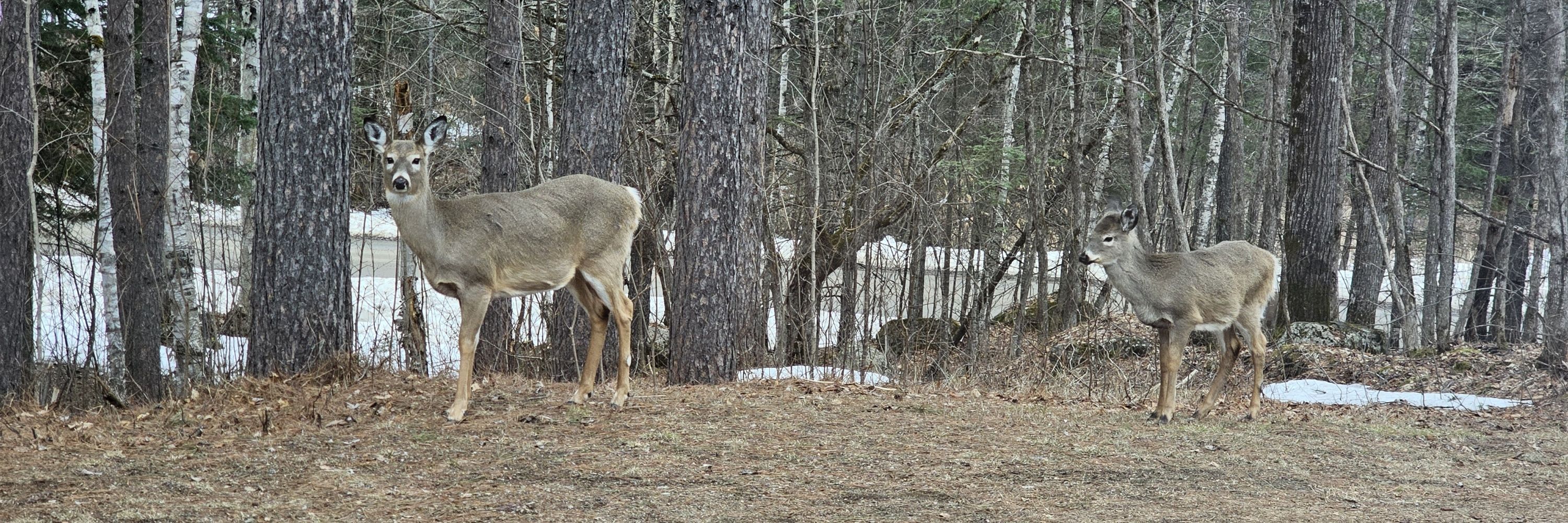 Profile banner