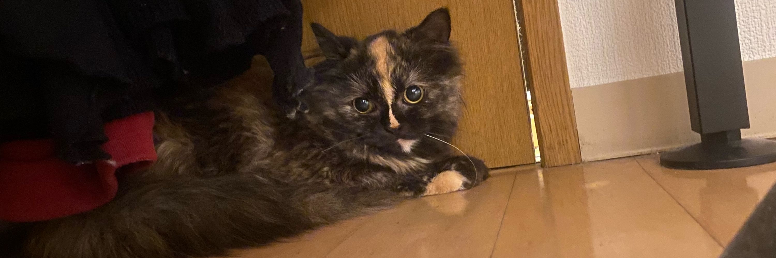 しょむ