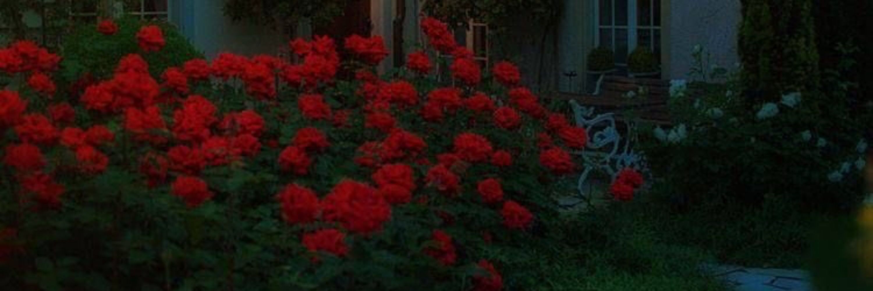 Garden / Lost / Roach
