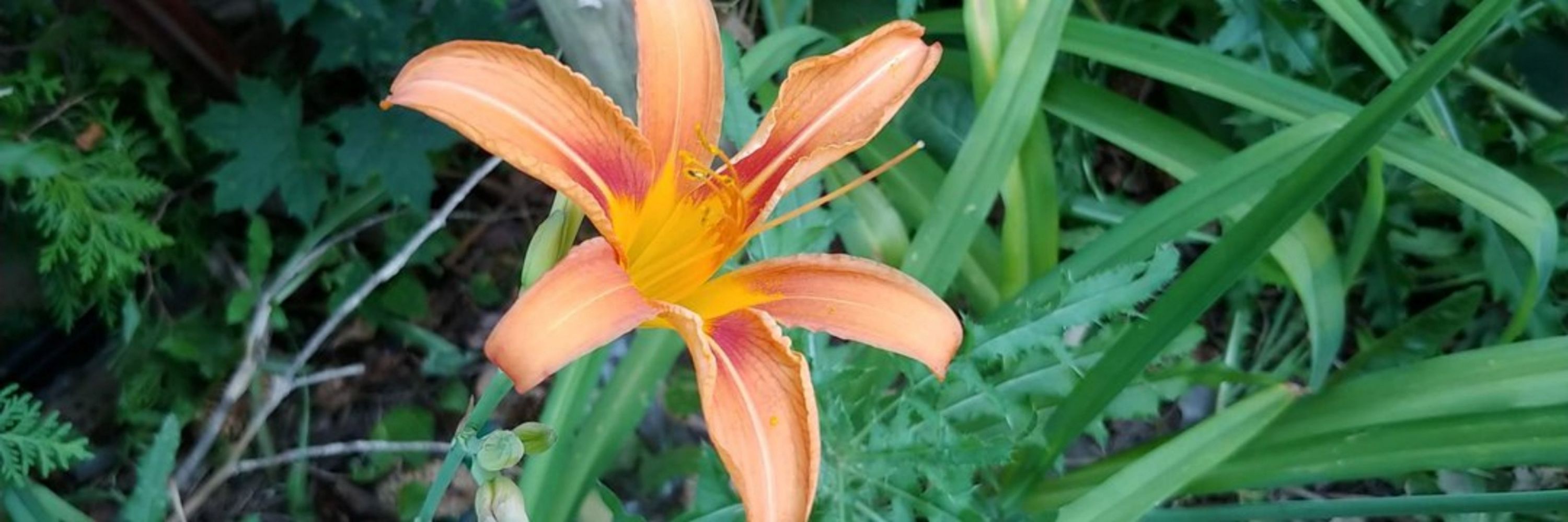kaktusflower - Cindy