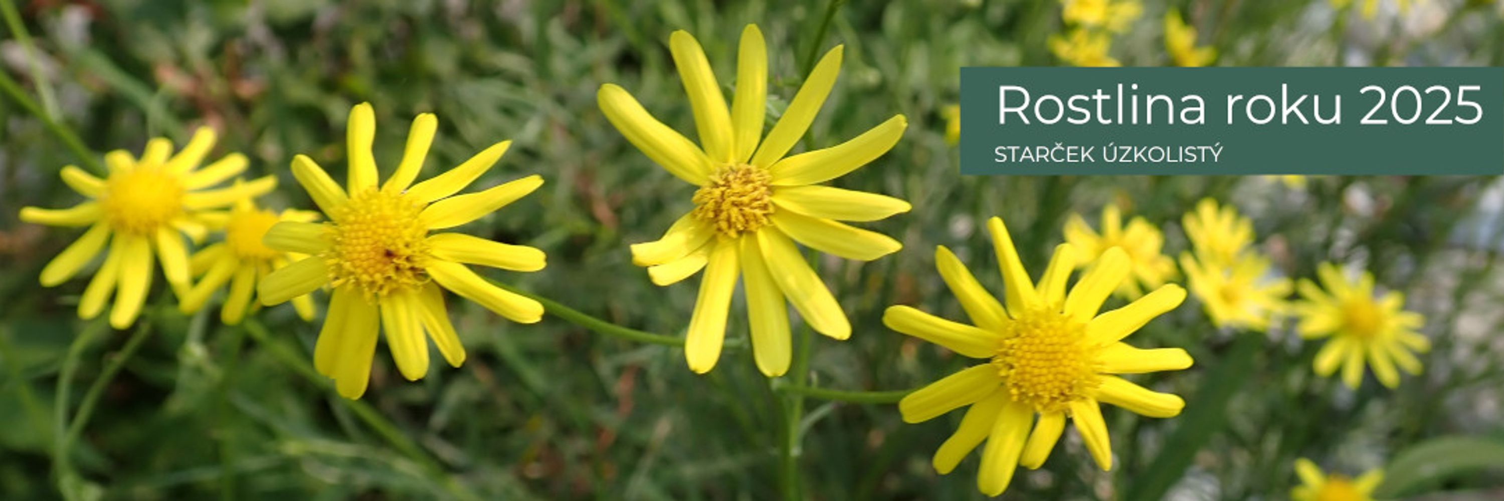 Botanospol - Czech Botanical Society