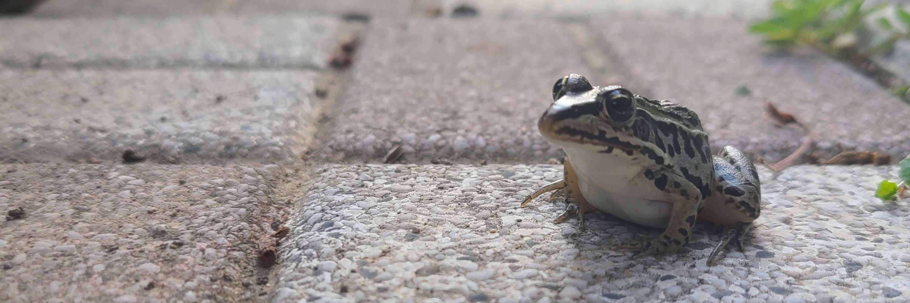 ニンゲンちゃん🐙⁉️