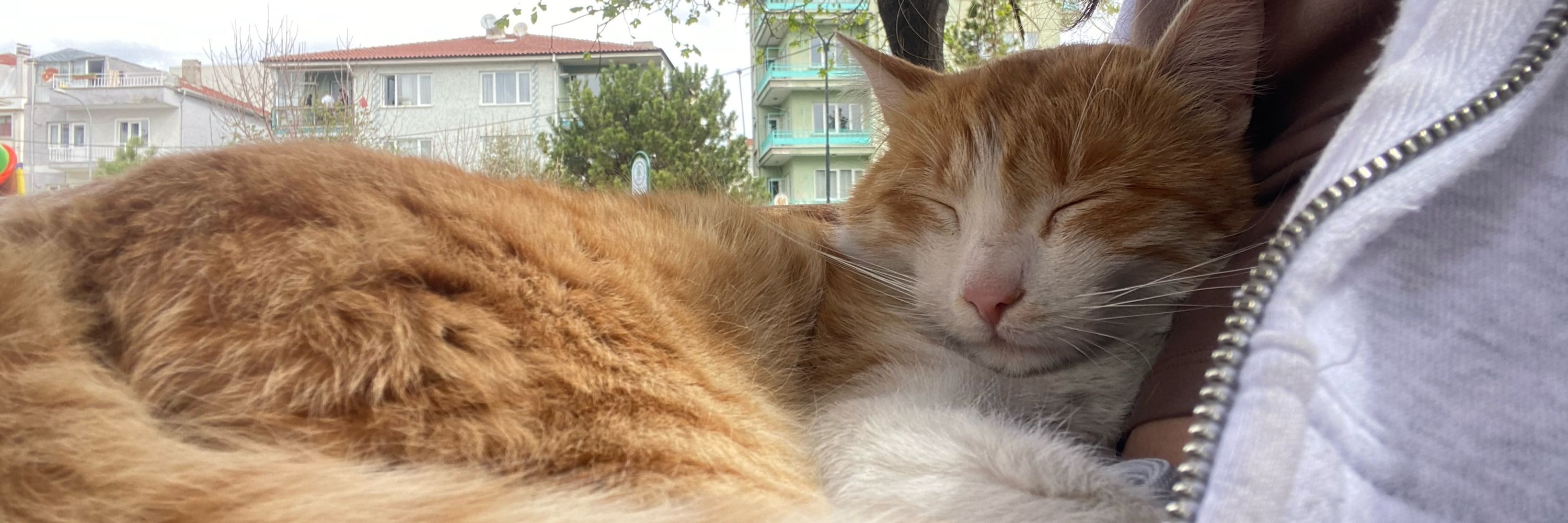 gülin