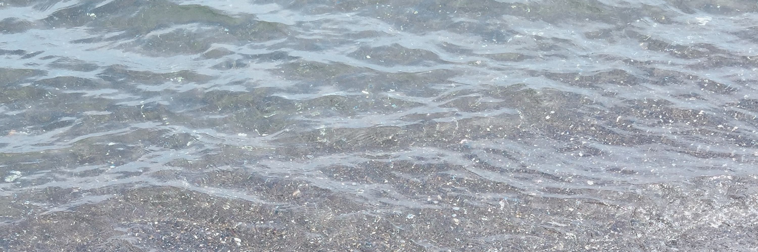 海百合