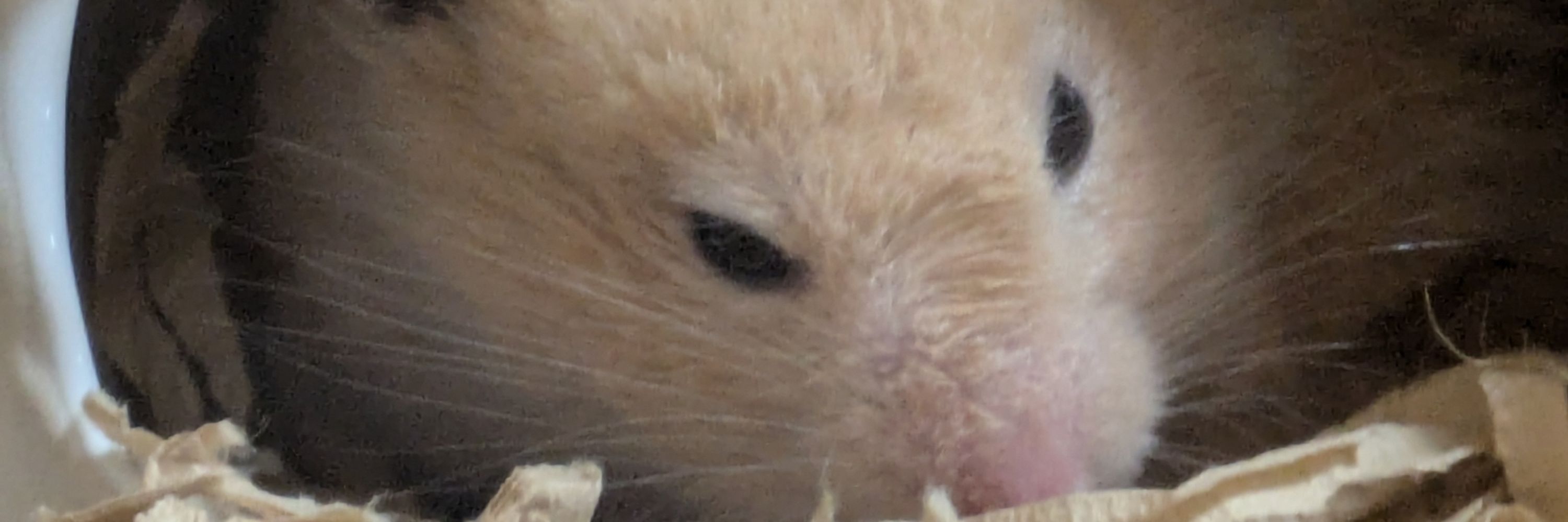 またる