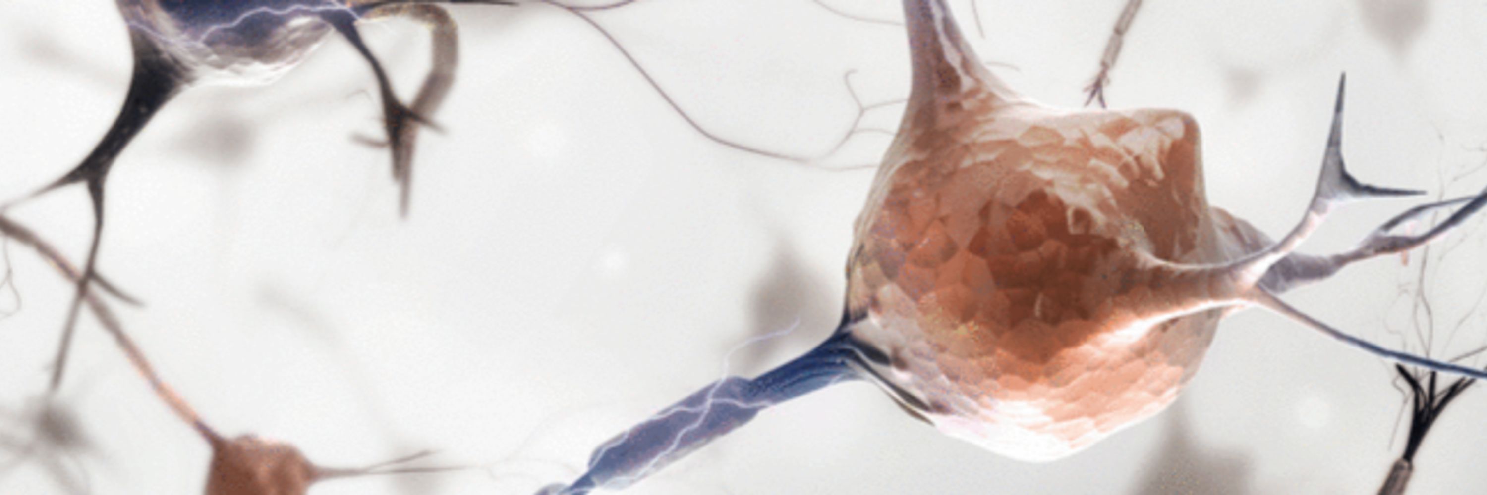 Journal of Neuroendocrinology
