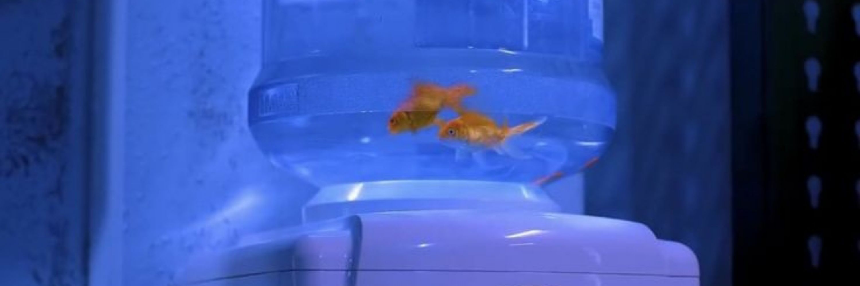 Koi