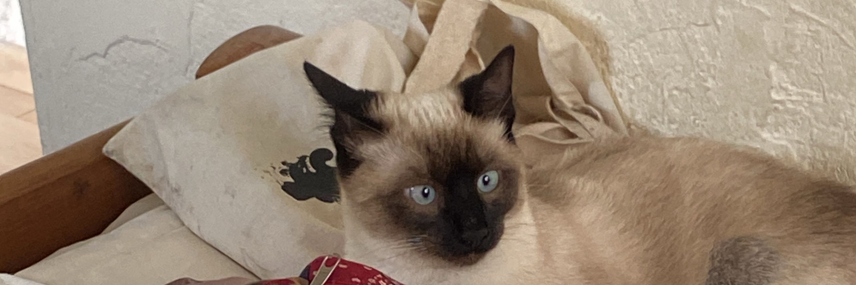 Laysa