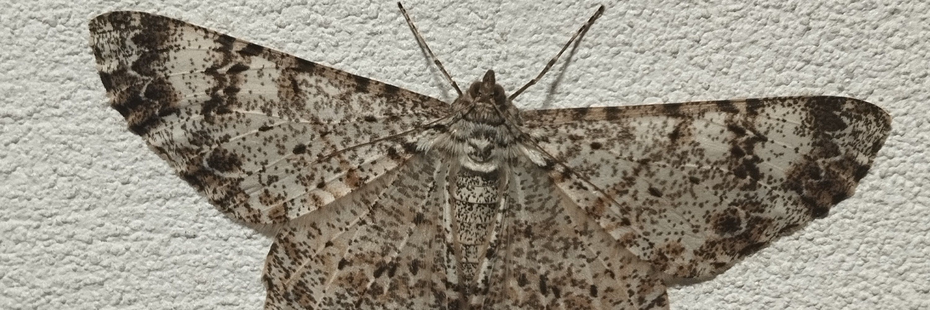 Harleq