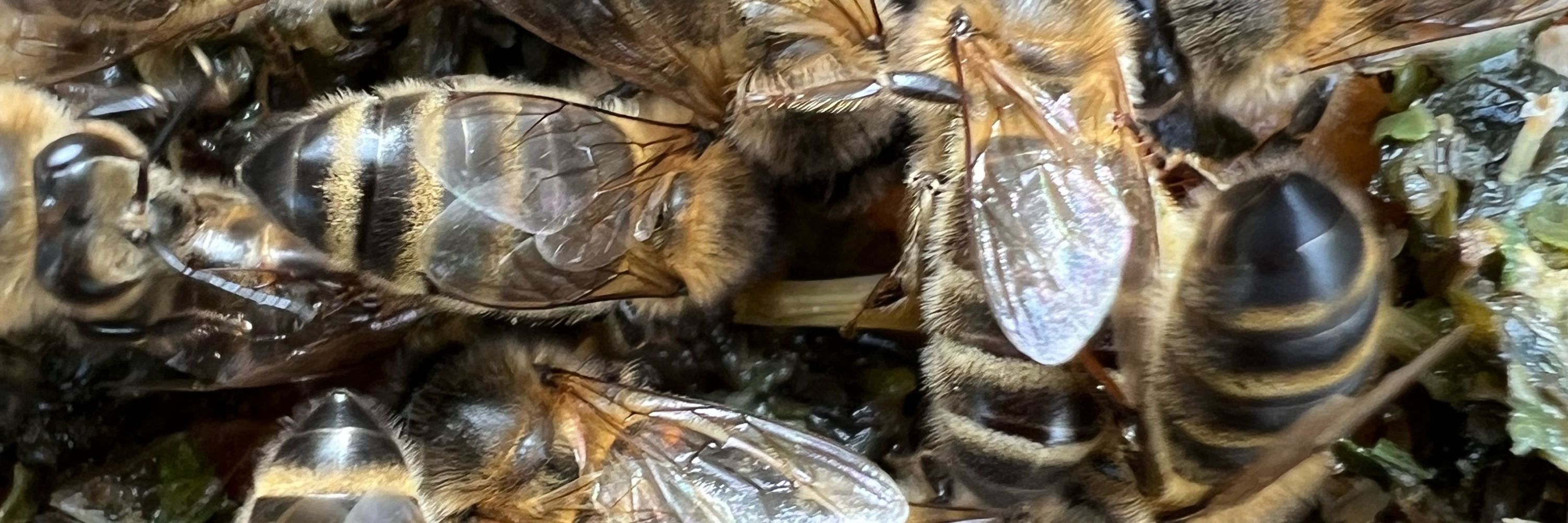 Beewitching Titanilla
