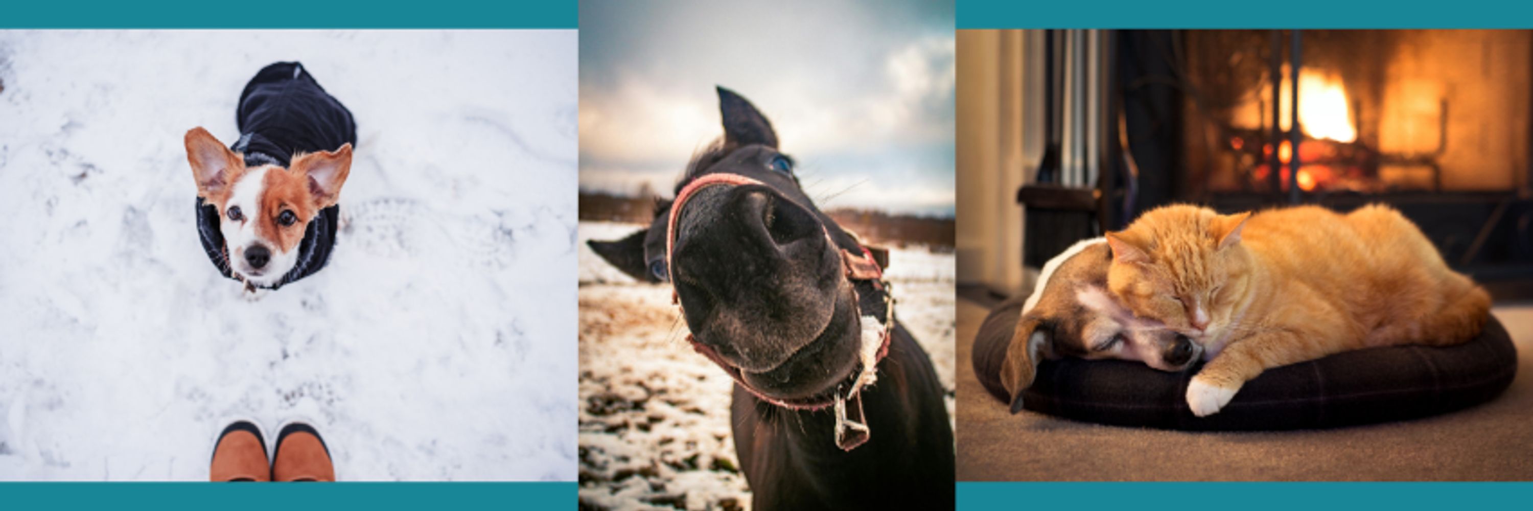 Synergy Veterinary Behavior