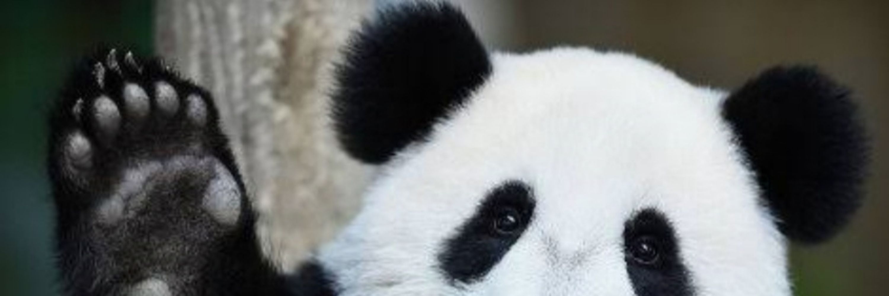 🐼潘达🐼