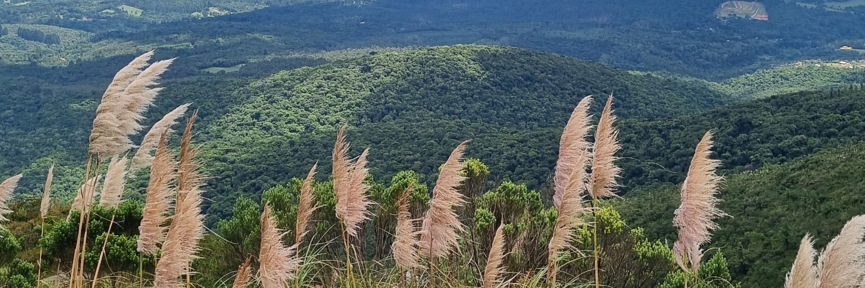 Cauã 