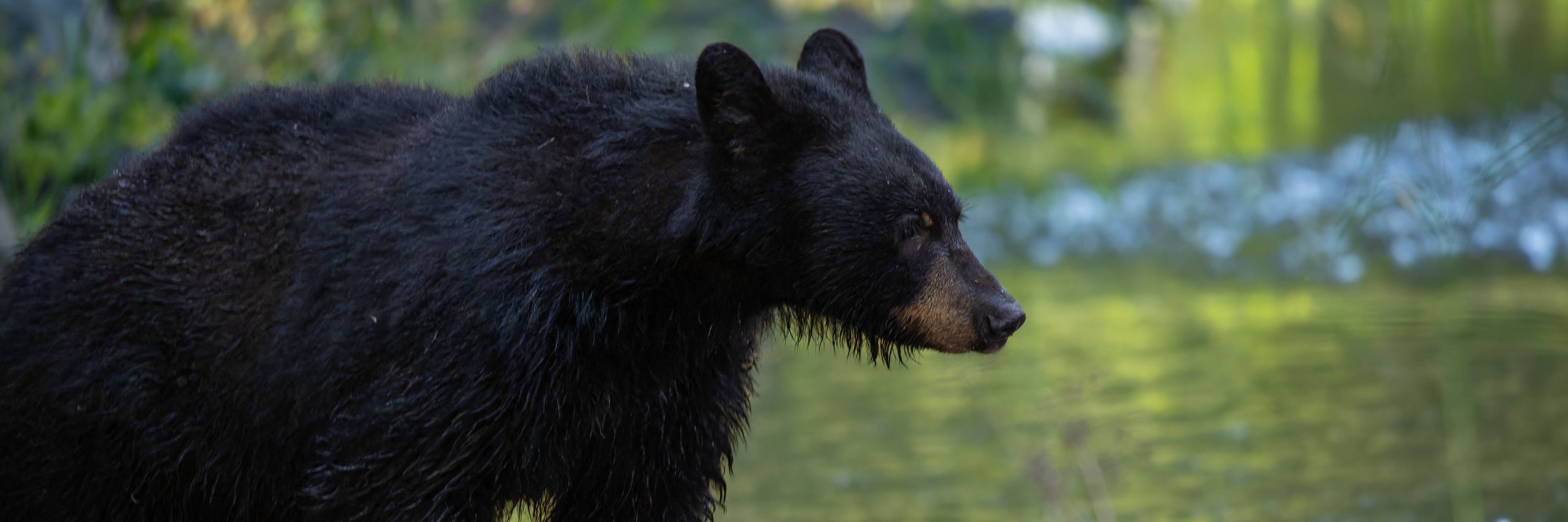 JZ Wildlife Photography