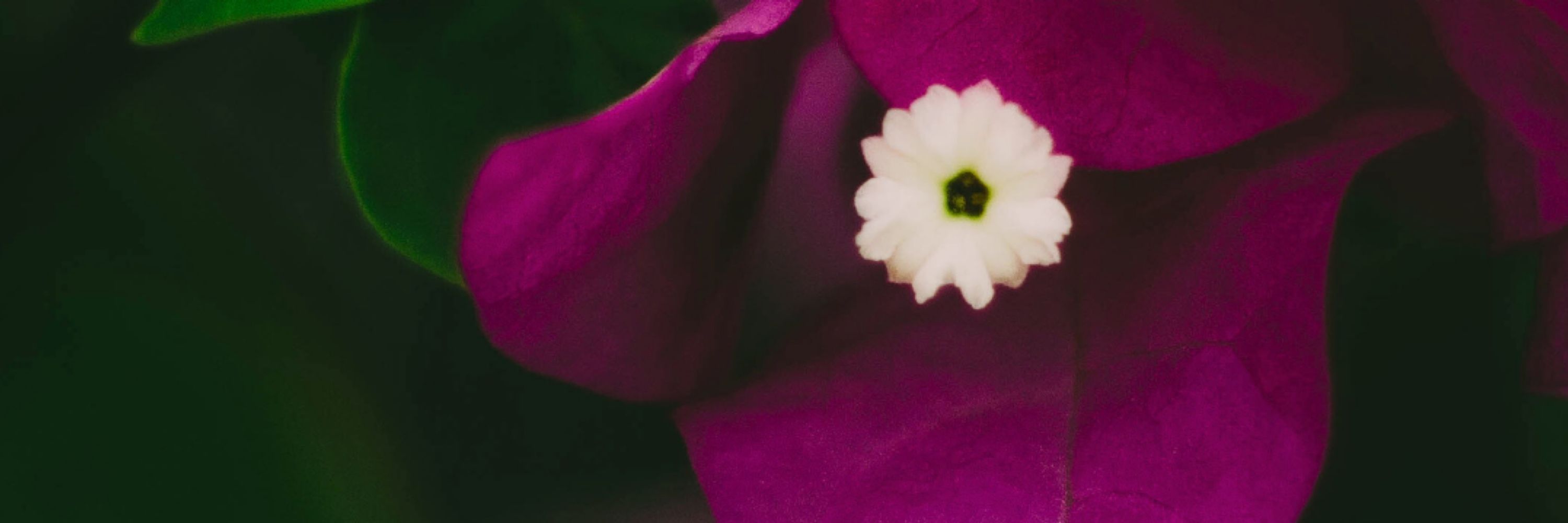 OnixBloom