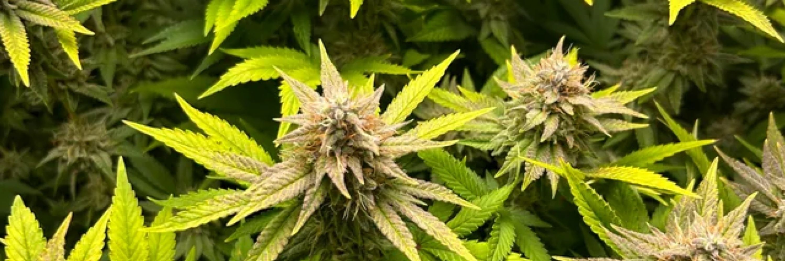 The Point Cannabis Club