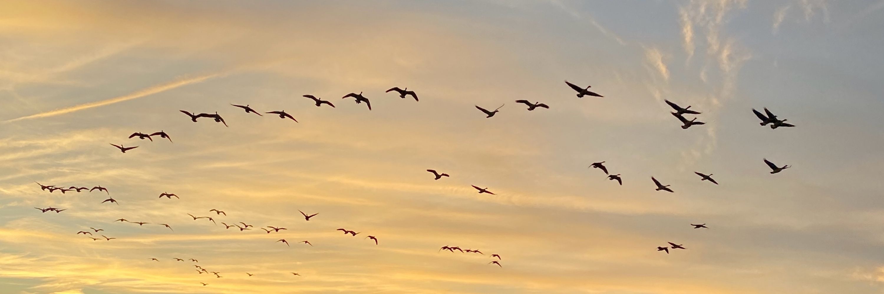 LexBirder