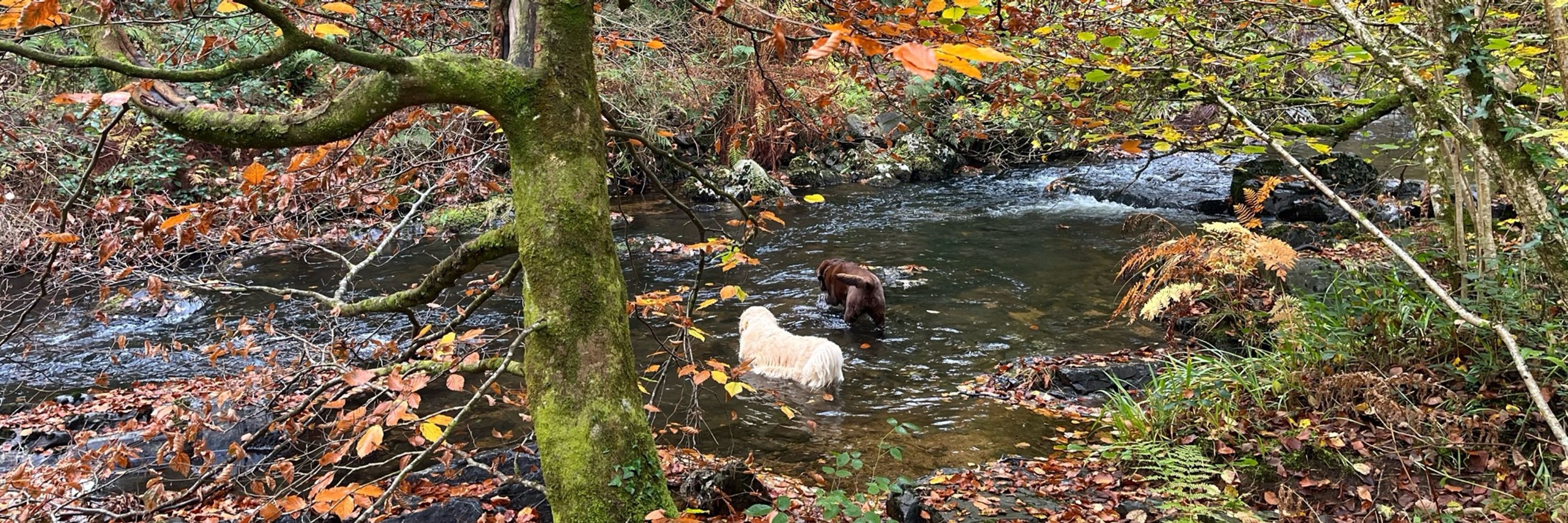 Visit Dartmoor