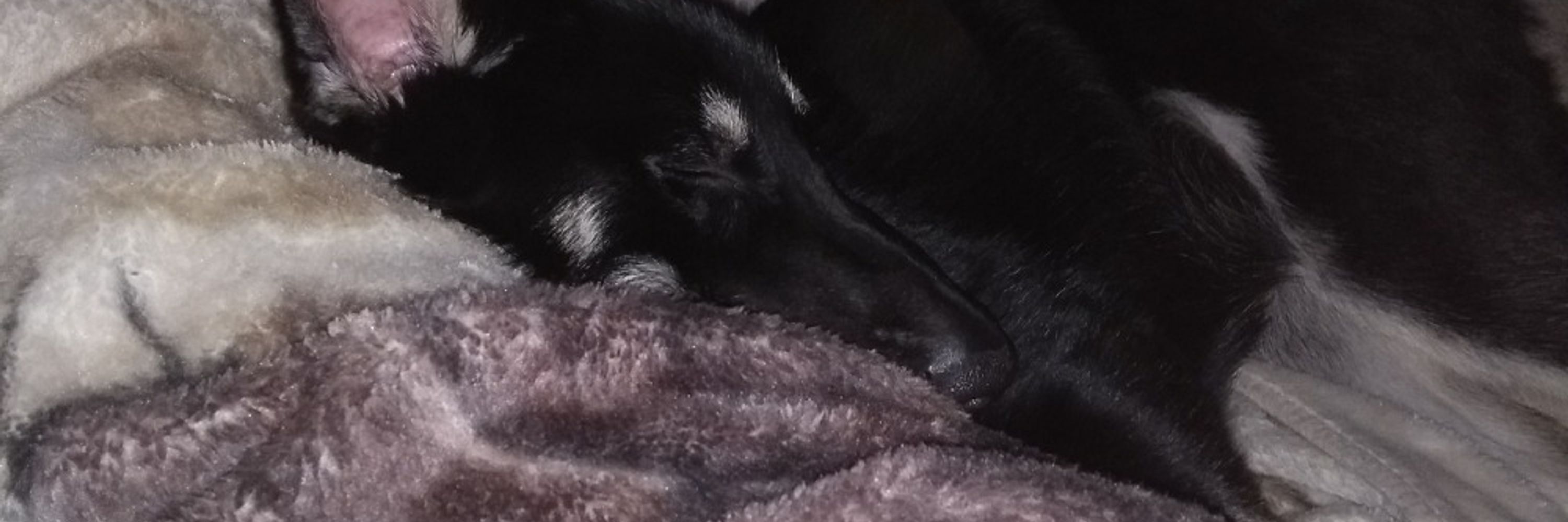 Lulu ©