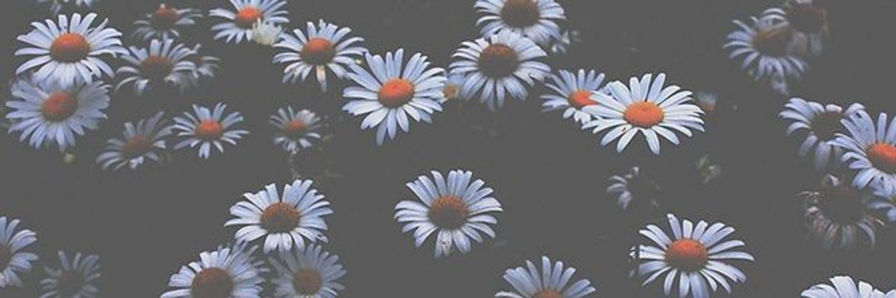 Daisy🌼