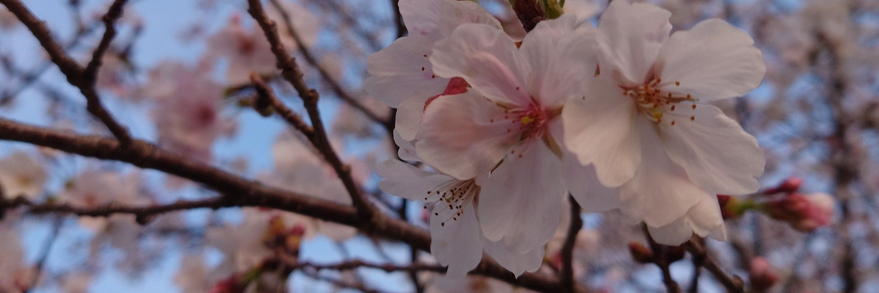 よっP🌸🎍