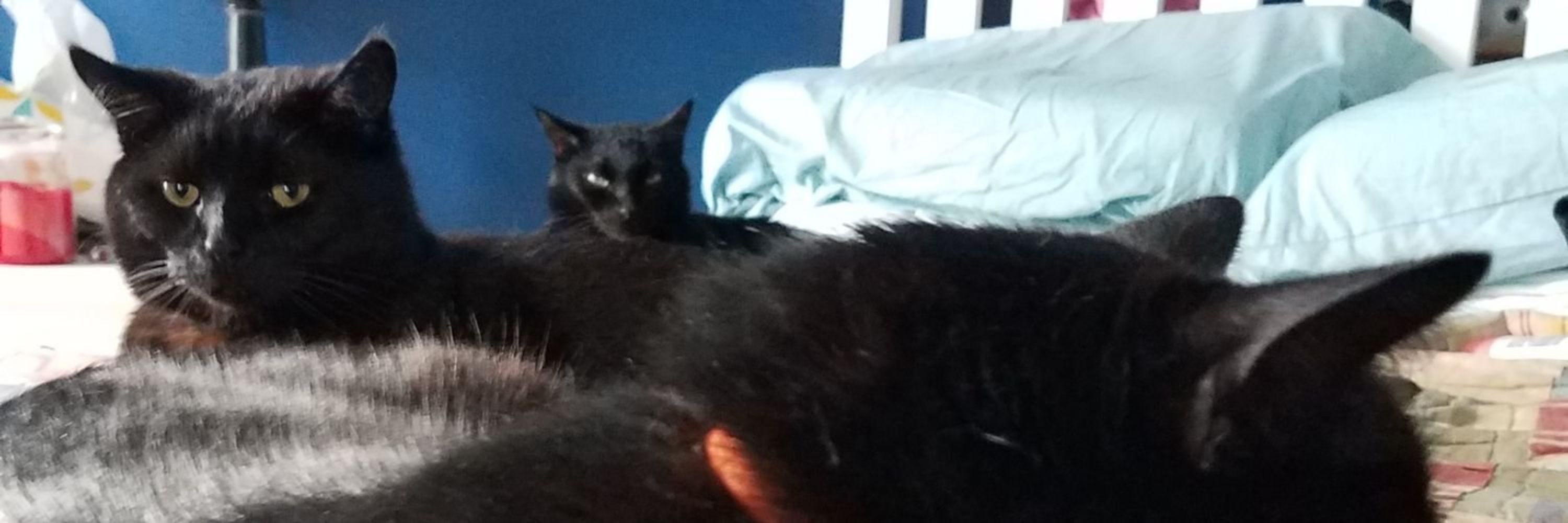 Cleo, Geek Muse of Internet History