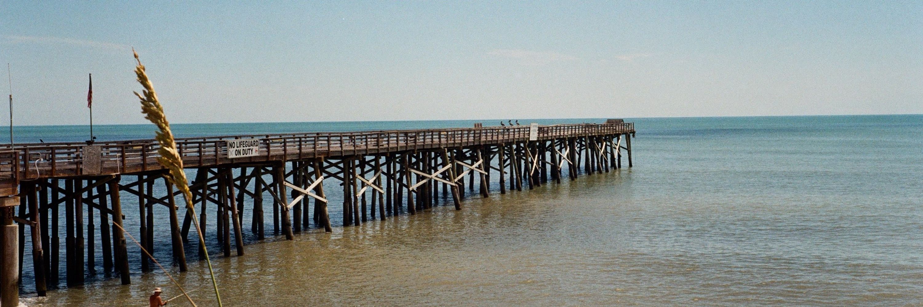 pictures of pelicans