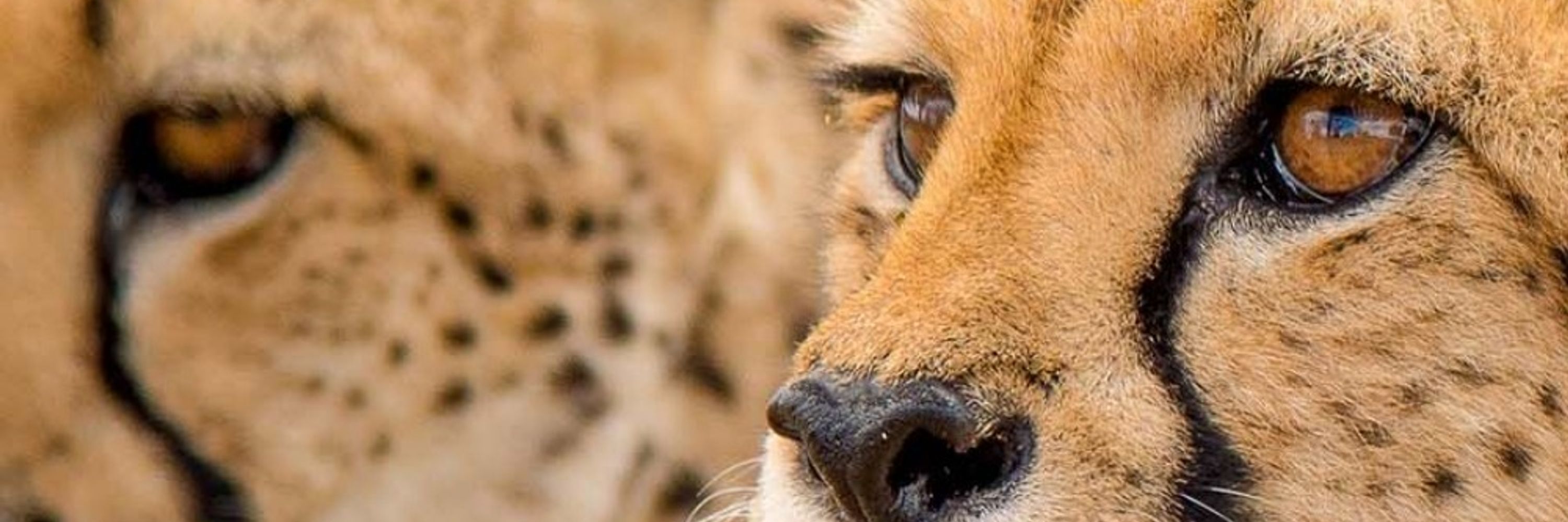 Sif Hershey Cheetah