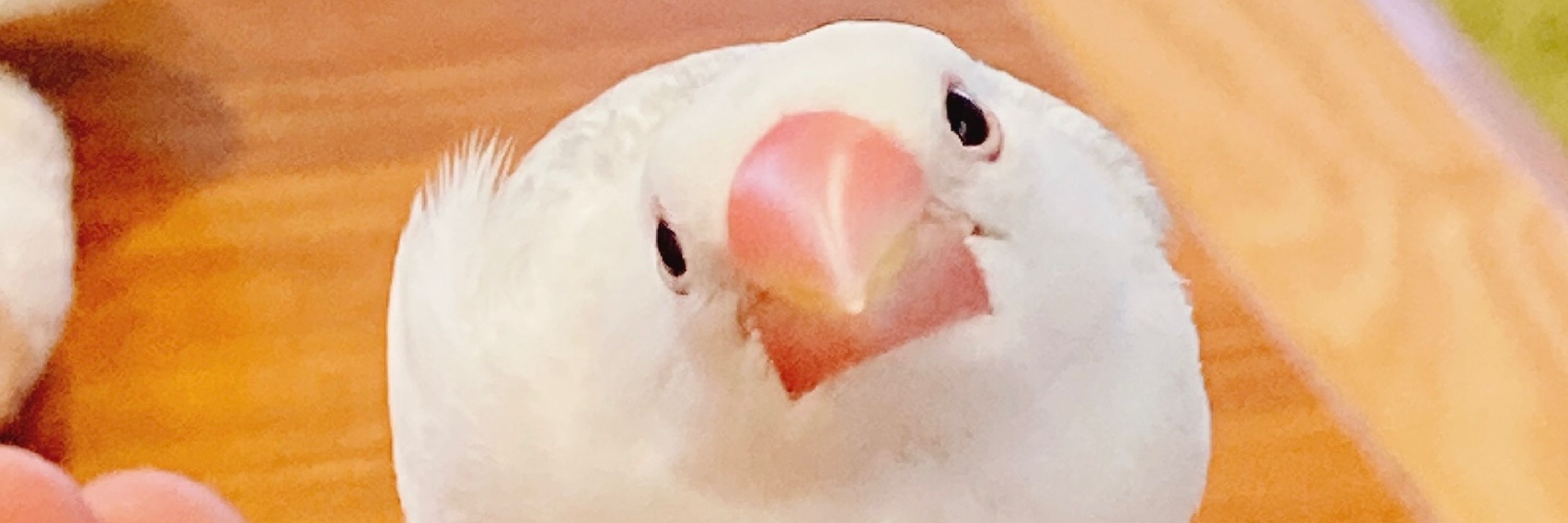 りんりん