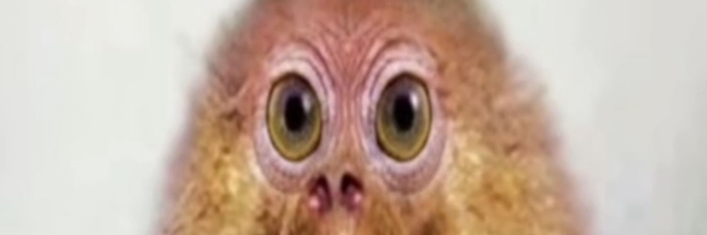 velupio