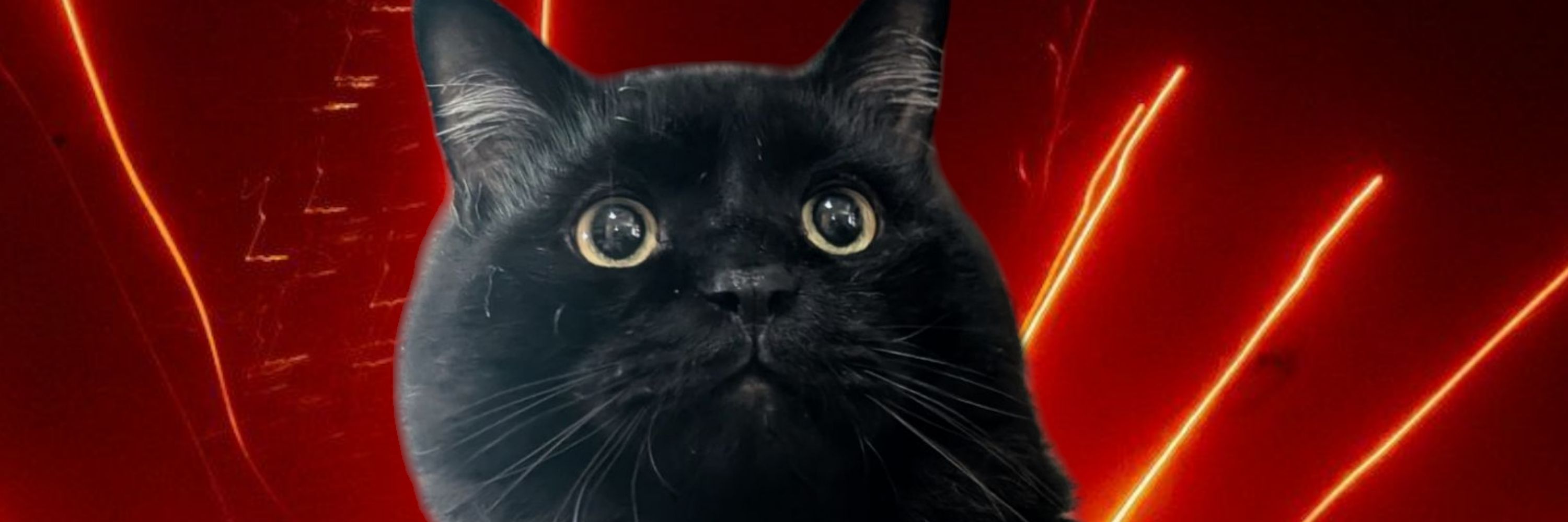 Kitty