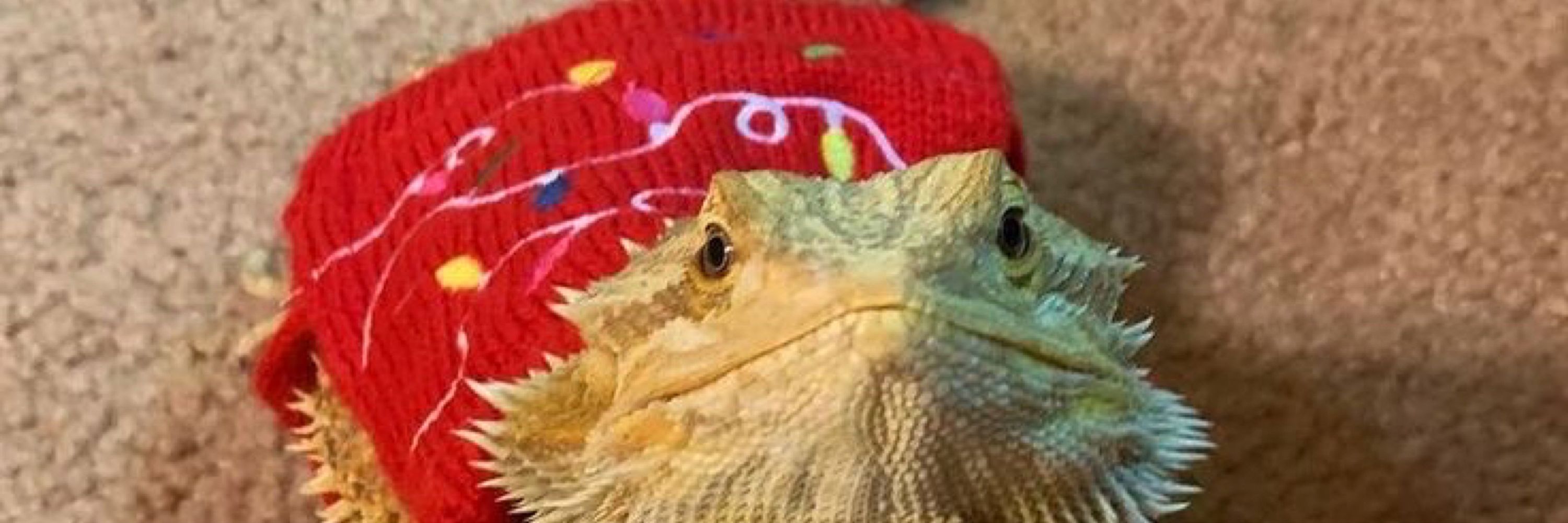 geo🦦