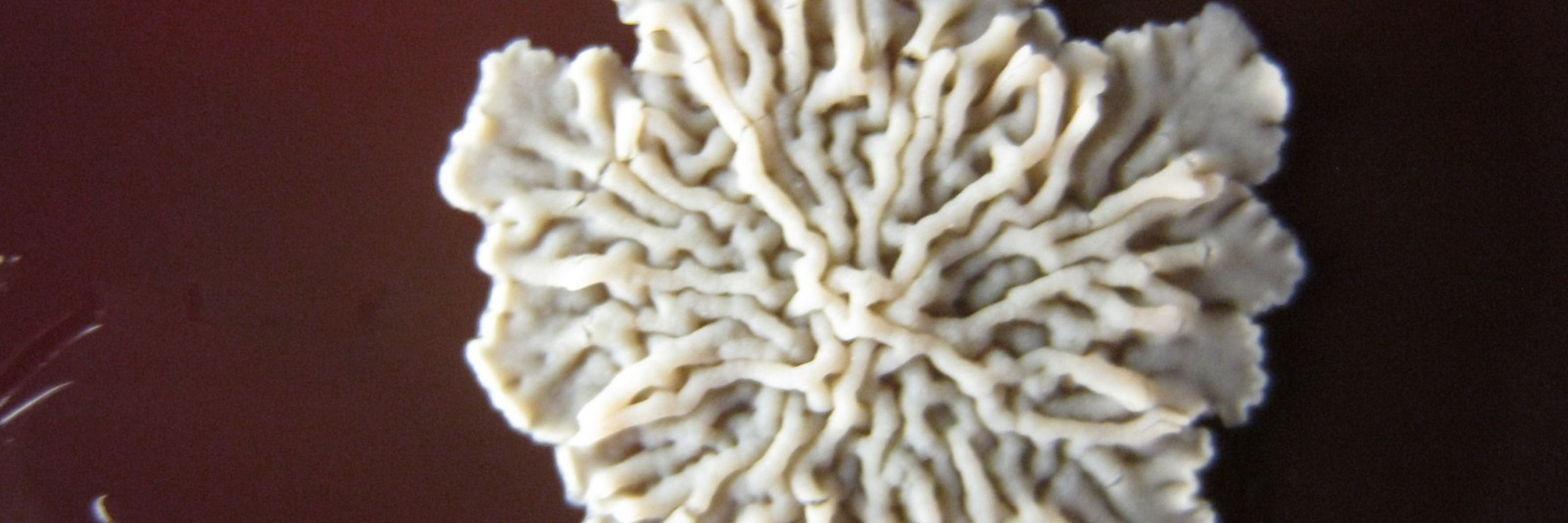 Nocardia.net