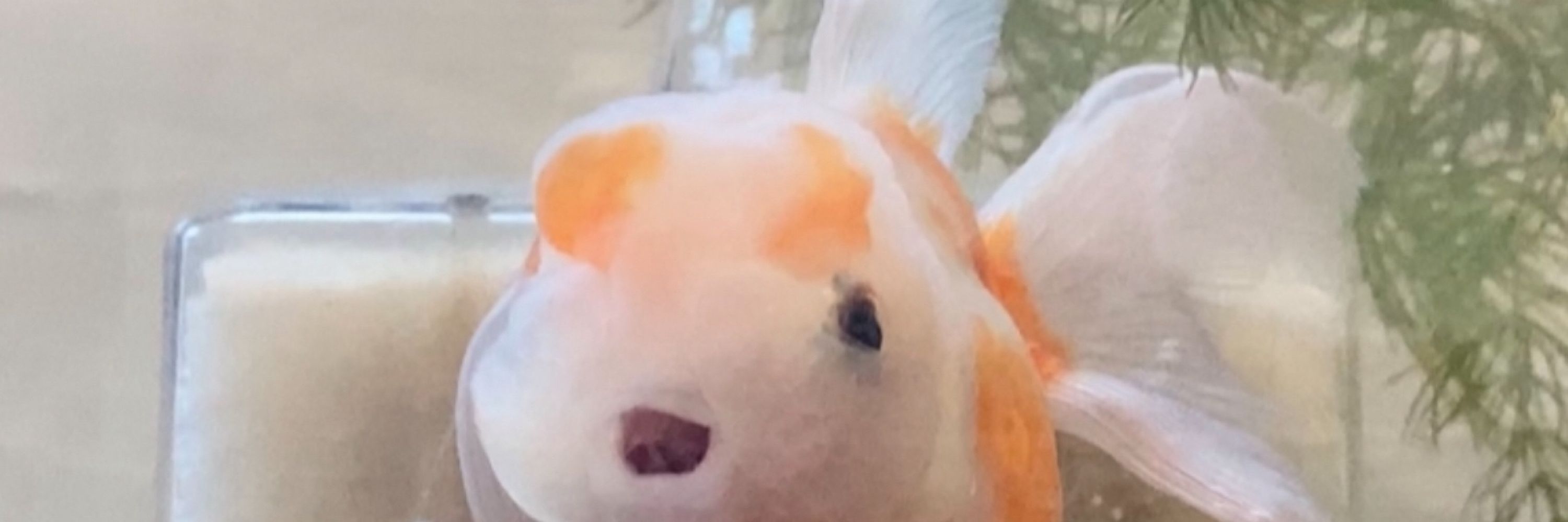 ぴぴ
