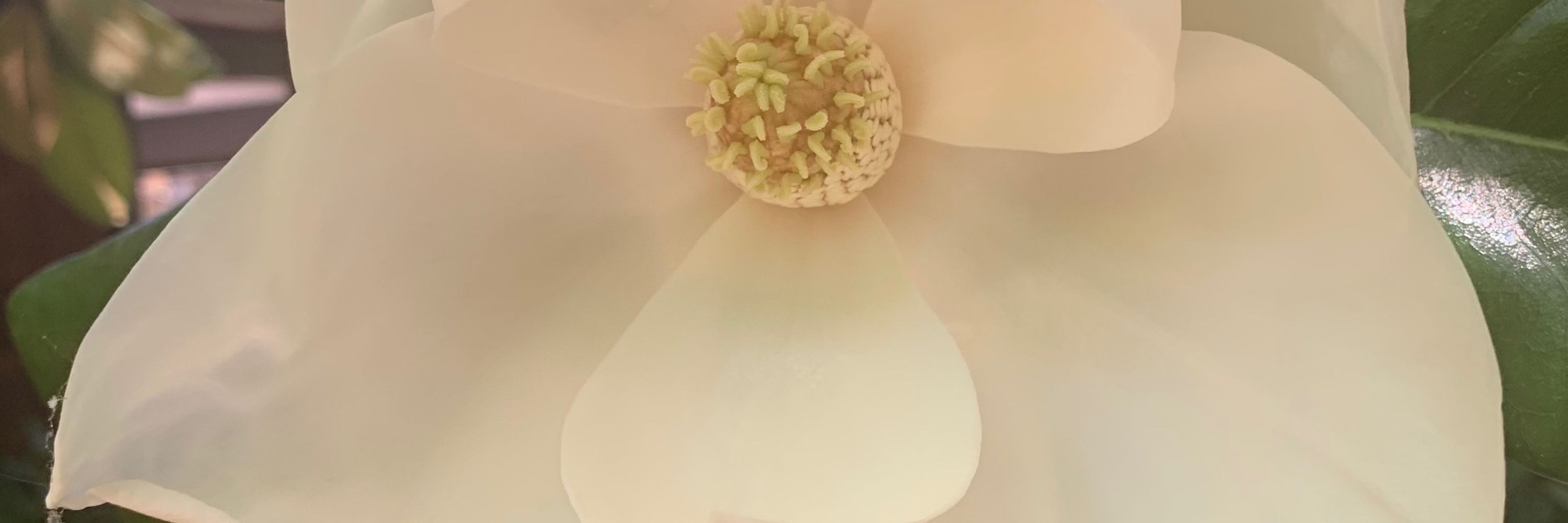 Maureen Higgins