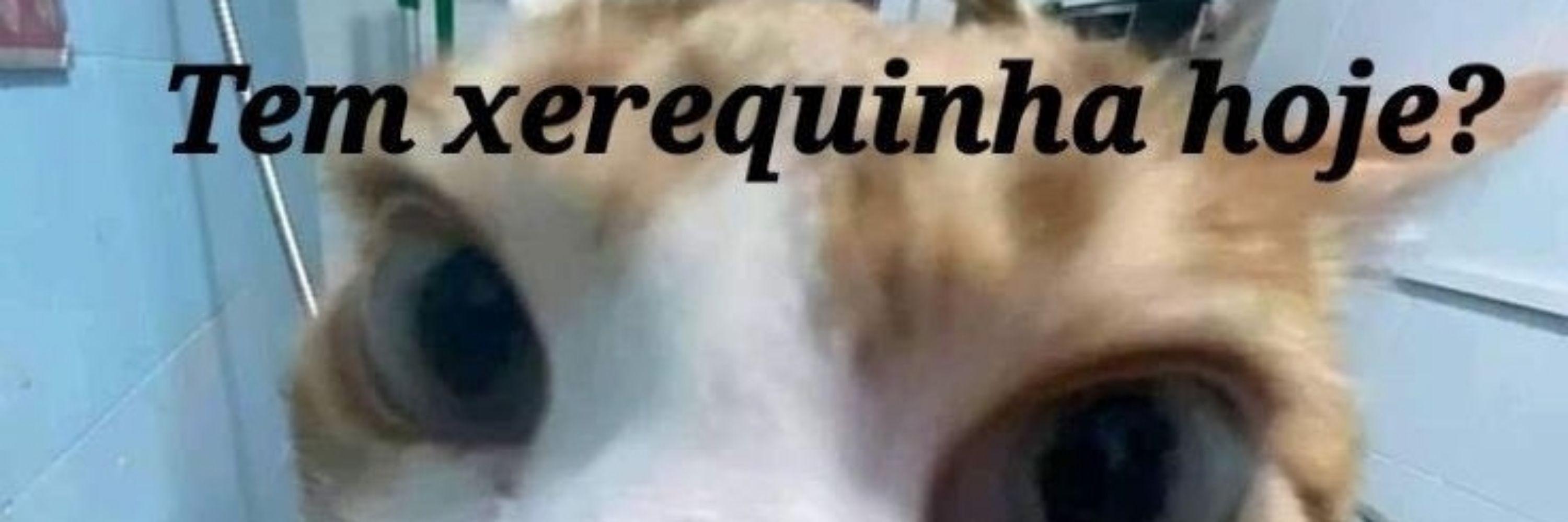 Ari L