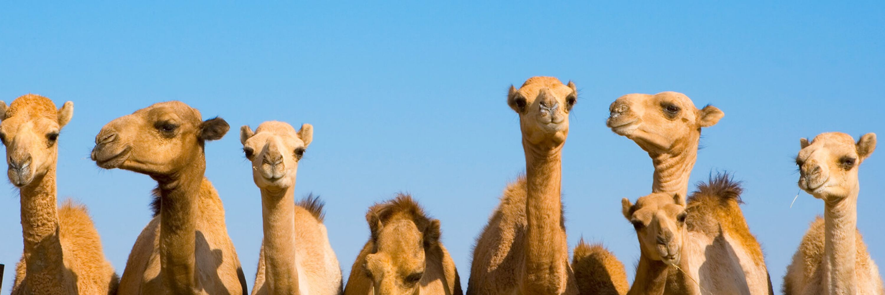The Camel Whisperer