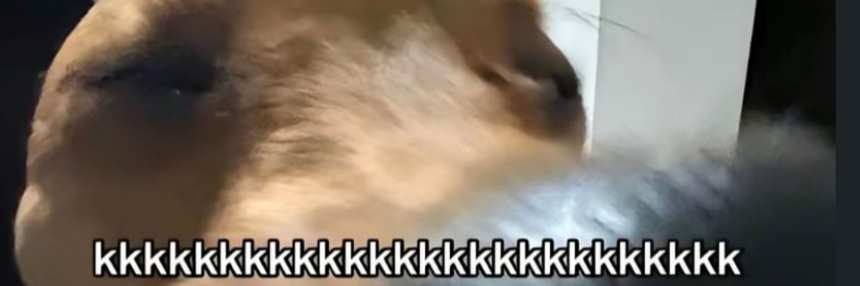 t.