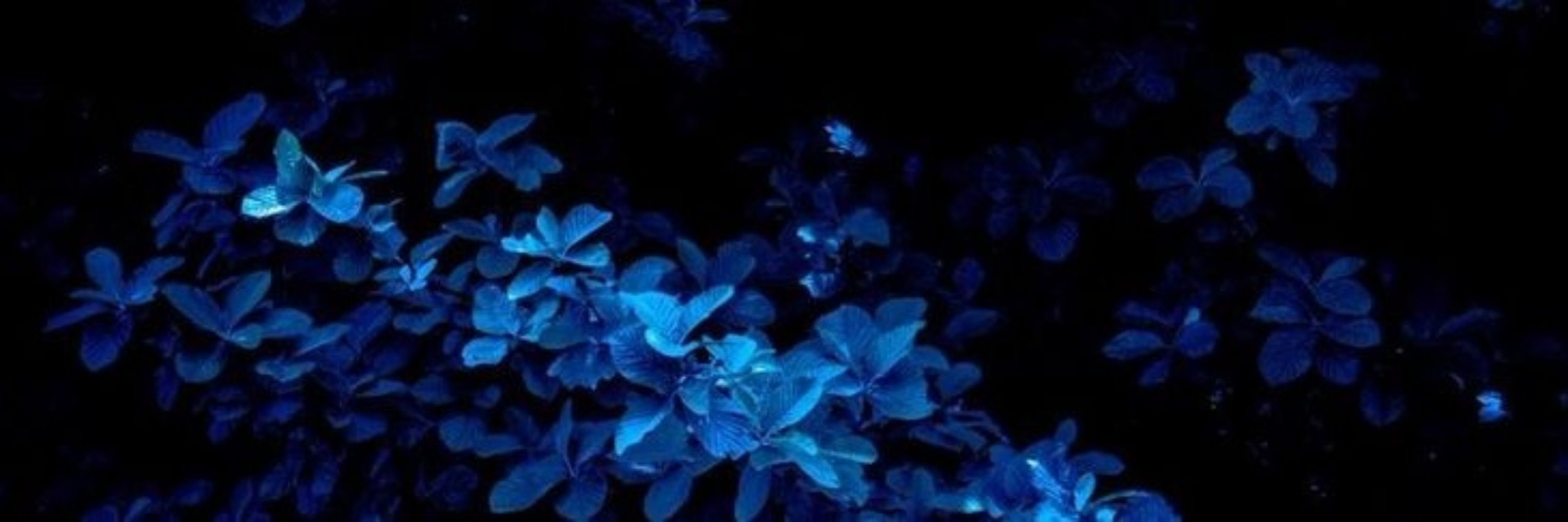 🦋𝖘𝖚𝖓𝖘𝖍𝖎𝖓𝖊☀