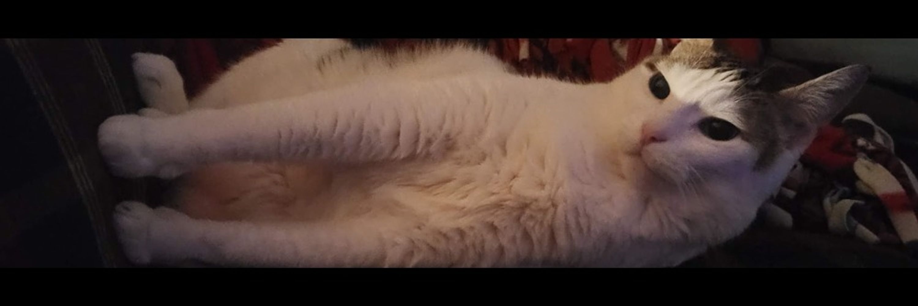 Henry (A Large Son)