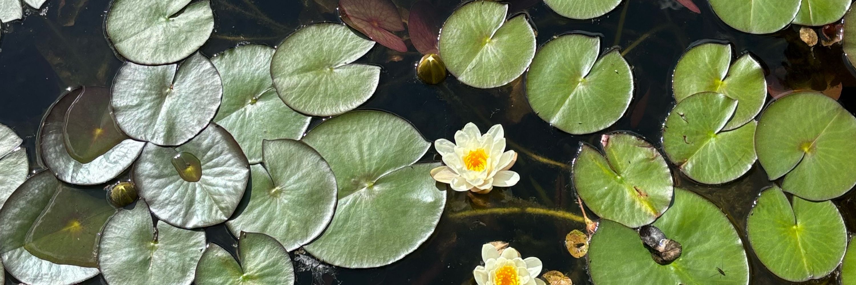 Loreto Pino-Chandia