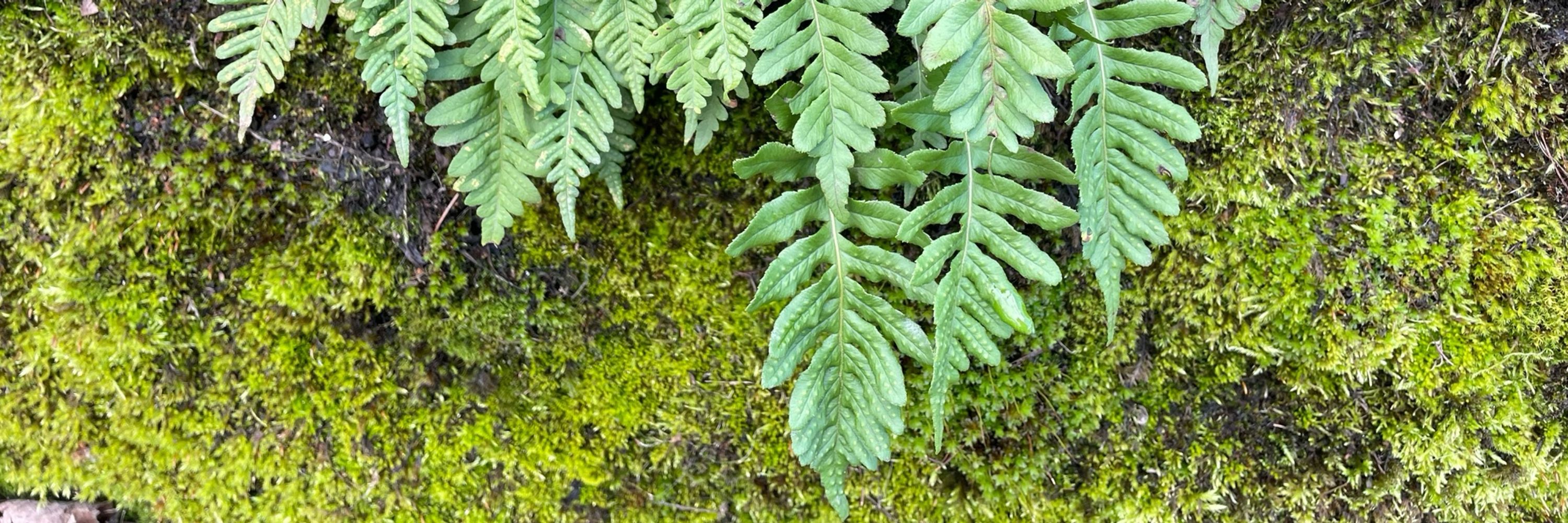 Fleurescent Moss
