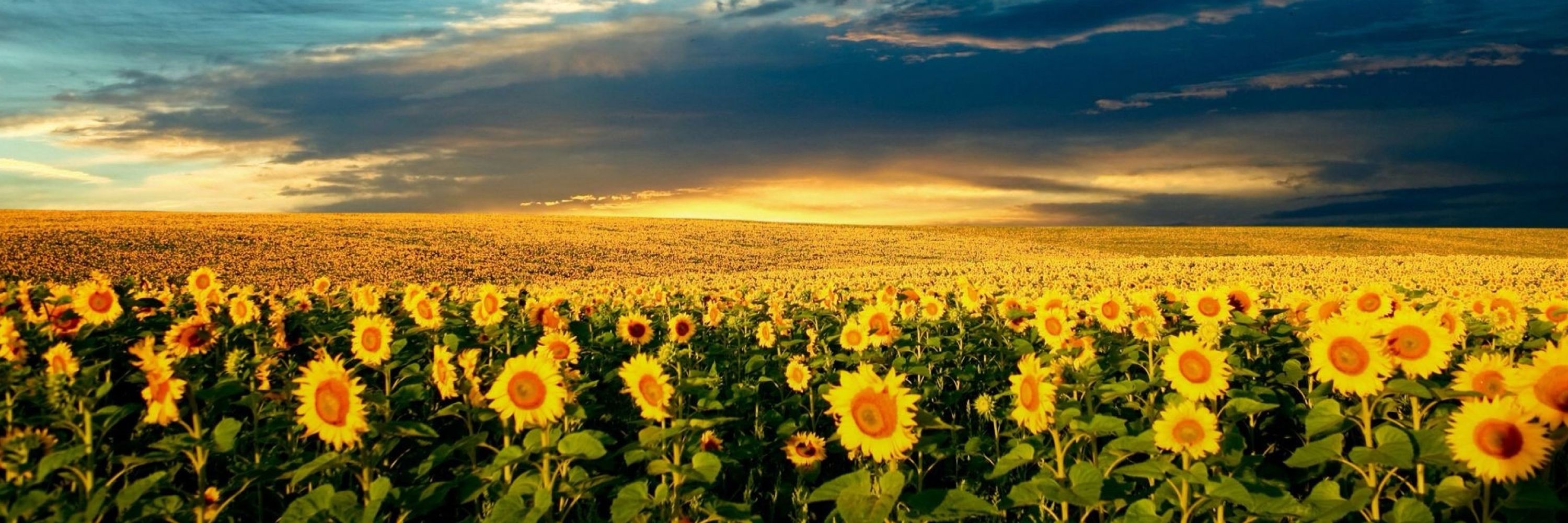 🌻🇺🇦🌻Game On!🌻🇺🇦🌻